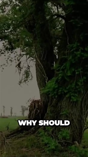 The Perpetual Loop of History Seeking Confession and Catharsis! Scenes from Rustin Cohle, True Detective. #truedetective #rustincohle #fyp #foryou