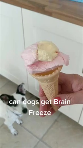 can dogs get brain freeze #dogbrainfreeze