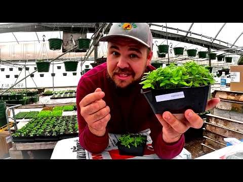 One of the SMARTEST Ways to Grow Tomatoes in 2026