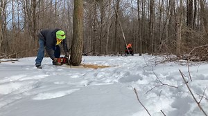 3.1K views · 52 reactions | In this February 19, 2019 firewood video my supplier Mike and I are at my neighbors property cutting down a black locust tree that they wanted removed, and we got to keep the firewood. We used my quad to pull it to make sure it fell where we wanted it. PLEASE be sure to FOLLOW or LIKE this page so you don't miss any future entertaining/educational firewood videos. | Joe's Premium Firewood | Facebook