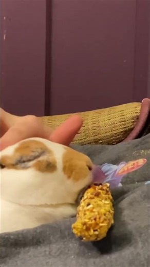 Bunny cuddles with DJ the mini Rex rabbit