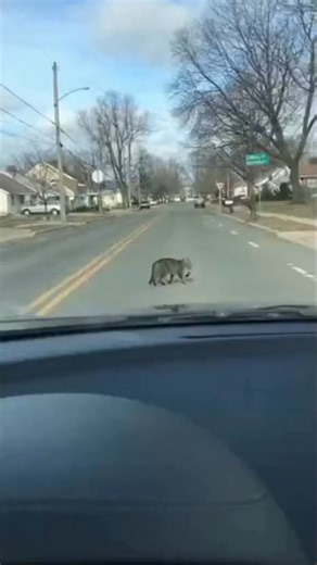 This happened on a quiet USA street and honestly caught me off guard. I was just recording when everything unfolded in seconds — the horn, the pigeon, and the cat’s reaction. Some people say honking was the right move. Others think it made things worse. Was the driver wrong for honking… or was the cat wrong? 🤔 Drop your thoughts below — everyone sees this differently. Reading all the comments — this one is divided. | Alpha AI Works
