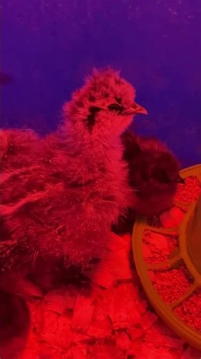 Chickens are Good Luck (and here's the proof)