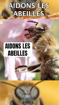 Comment aider les abeilles #jardinage #jardin #abeilles #nature #biodiversité #potager #fleurs