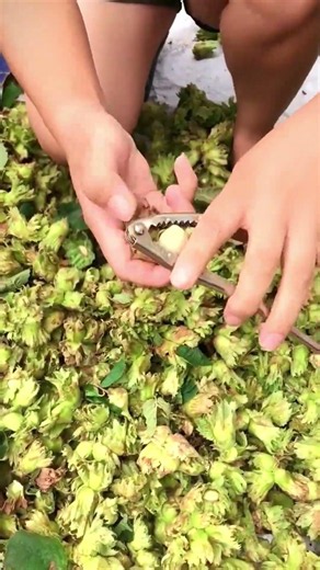 Fresh Green Hazelnut Harvest! You Won't Believe What's Inside! 🌰🤯