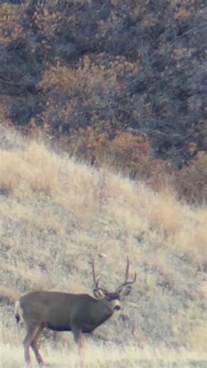 Who doesn’t love a big two point?! Last night while on the mountain, I found my buck I want to go after again. Only problem was, another guy was putting a play on him. So I watched from a distance and watched the guy make a mistake and the buck busted out. Unfortunate for him, but lucky for me and the buck I suppose. But while watching him put on a stalk, I found this big two point. When I first spotted him, he was pushing two does. Love is in the air and the rut is about to kick in! | RISE and 