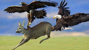 554K views · 6K reactions | Eagles And Extreme Hunting Situations - Eagles Use Altitude To Take Down Their Prey | Animal Rescue | Facebook