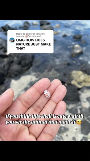 Cute Sea Slugs and Their Swollen Bubble Shells