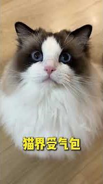 Unveiling the Enigmatic Personality of the Ragdoll Cat