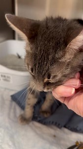 Poor Izzy has found herself in the back with an eye infection… Such a sweetheart.. and she has been with us for a while.. gets along with other cats but would be happy as an only pet.. let us know if you’d like to meet her ❤️ | Aloha Adoptions