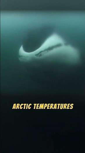 Bowhead Whales: The 200-Year-Old Giants of the Arctic