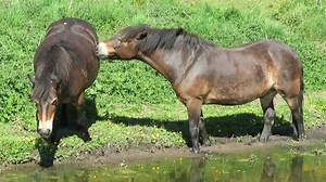 North Berwick Ponies on Reels