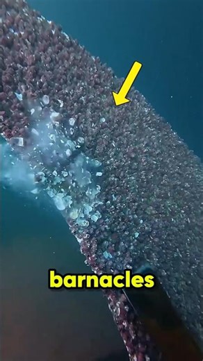 Why Ships Need Barnacles Removed