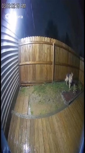 6.3K views · 73 reactions | See why you need dog for security purpose  | American Bully Dog lovers | Facebook