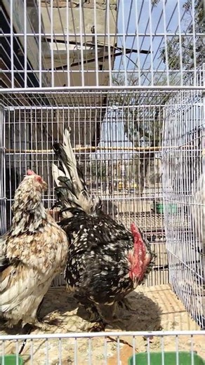 Fancy Hens#shortvideo #animallife #love #shorts #birds