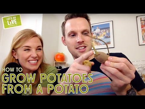 How to grow Potatoes from a potato! | Science Activity for Kids | Let's Go Live