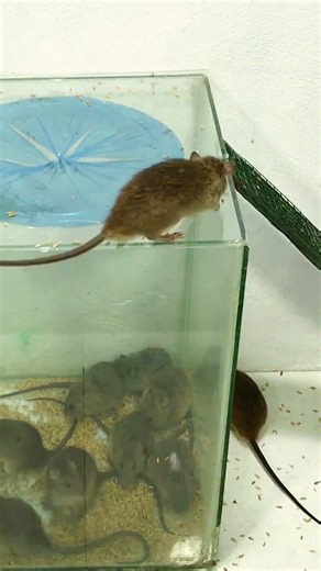 #rat #misttrapmovement #mousetrap #genius #animals #hamster #diy #mouse #shortszx #pets