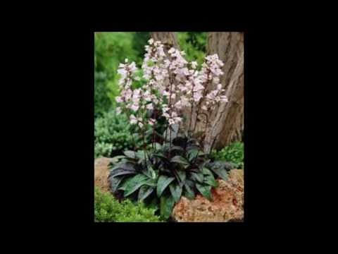 Penstemon digitalis 'Husker Red'