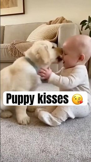 this puppy discovered the baby and now won't leave her alone #labpuppy #adorable #shorts