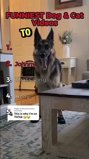 FUNNIEST Dog & Cat Videos #shorts #dog #rufusgoodboy #funnyanimals