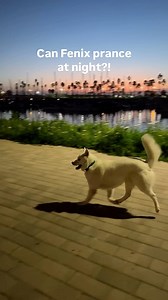 Can Fenix prance at night?! 🌴 🌙 Yep with a little Tequila 😉 💃🏽 And just to be clear — with the song 🎵 Tequila — not the beverage 🍋 🧂 #Happydog #prancingdog #dancingdog #dog #husky #dogs #dogsrule | Fenix Lumiere 'TikTok Happy Dog'