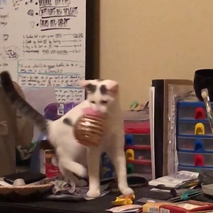 These kittehs are wanted in several states for burglary and being tdc (too darn cute). | Animal Tales
