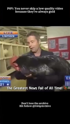 Reporter vs. Australorp Rooster: An Unexpected Ending