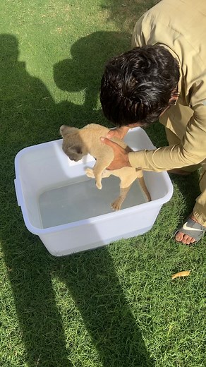 Lion cub bath time | Aleem Paracha