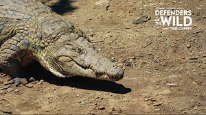 Season 3 of Defenders of the Wild is now streaming — and it starts with a chilling truth: “It hasn’t changed in millions of years—because it hasn’t had to.” 🐊 Legendary conservationist Ivan Carter explores the terrifying brilliance of the Nile crocodile—one of the most perfectly adapted predators on Earth. It can go a year without food, slow its heart rate, and strike with lightning speed. And it only needs one opportunity. When people depend on the same river for drinking, bathing, and washing