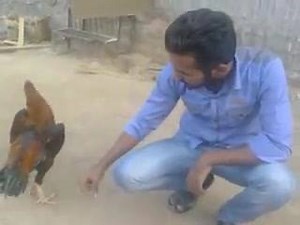Rana Usman Safdar With Pakko Aseel Breed Sharlatta two Time champion | Rana Usman Safdar