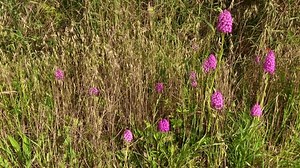 L'orchidée sauvage Anacamptis pyramidalis pousse dans : vidéo de stock (100 % libre de droit) 3847702461 | Shutterstock