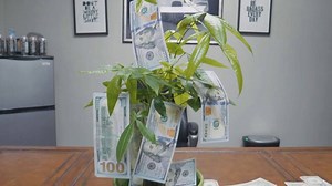 14K views · 340 reactions | Anyone elses money tree leaves falling like crazy? Mine is! Every order placed on dieselpowergear.com gets between $1-$500! Go place your order now 螺 #dpmoneygiveaway | Red Beard | Facebook