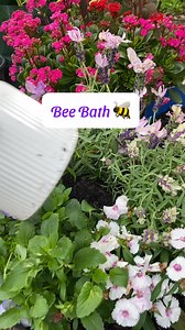 Help our bee friends stay hydrated with a bee hydration station. I popped a saucer on top of a pot. Add some small rocks into the saucer. This gives the bees something to stand on. Add a bit of water, and place in the shade near your flowers. Wine corks also work well! Fun to watch the bees float around. Top up water everyday and give it a clean everyday 2-3 days. #gardeningtips #bee #flowers #viralreels | Growwithnith