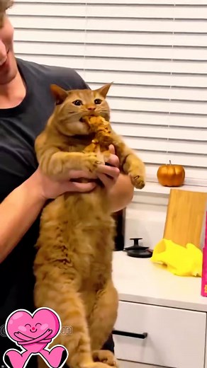 Greedy cat😂😂😂#cat#catsoftiktok #funnycat#fyp | Funny cats