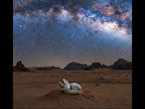8 Hours Deep Sleep Music | Cute Fennec Fox Under Starry Desert Night 🌌stary night finle