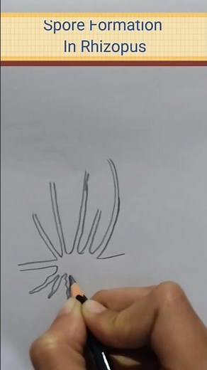 Diagram Of Spore Formation In Rhizopus In 30 Seconds|Class 10 Biology Important Diagrams |#science