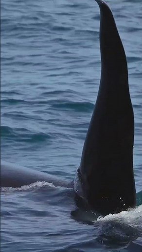 Meet the Orcas: Ocean’s Apex Predators in 42 Seconds!