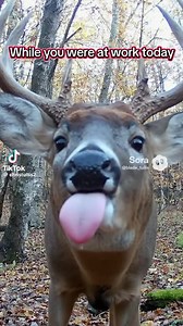14 reactions | #wildlifewomen #outdoors #hunting #deerhunter #deerseason #deer #deerhunting #iamwildlifewomen #womenintheoutdoors | Wildlife Women | Facebook