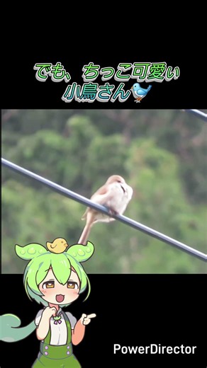 初めてウグイス🐦見れましたー♪サイクリング中に発見✨ #ロードバイク #日本の鳥 #鶯