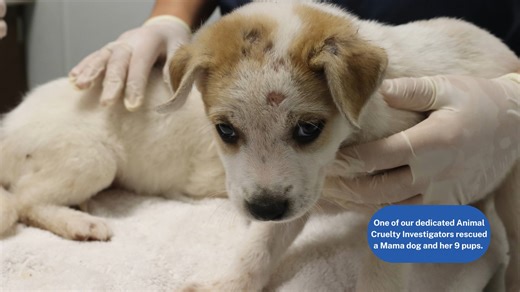 Adoption Update: Colonel & Her Pups! 🐾 Remember Colonel? She and all of her adorable pups have found their forever homes! 💛 Watch more heartwarming rescue stories on our YouTube channel: https://www.youtube.com/playlist?list=PLAsloGw28aKrVkHDWilYr3Qvlpv1XLps9 | Houston SPCA