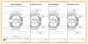 Teeth Labeling Activity Sheet