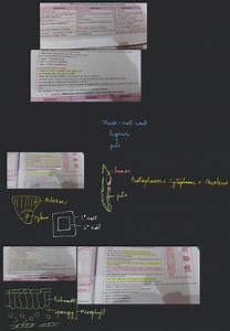 Table 6.1: Differences among parenchyma, collenchyma and sclere... | Filo