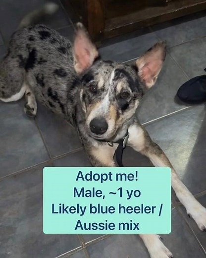 Blue heeler / Aussie mix for adoption. Email me if you are interested. #rescuedog #adoptdontshop
