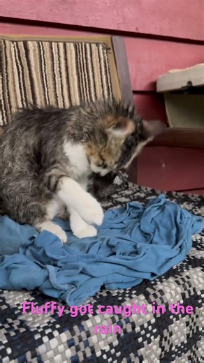 Fluffy got caught in the rain #cat #animal #adoreble #animal #kitten #shorts #rain