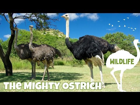 The Amazing Ostrich – The Largest and Fastest Bird on Land