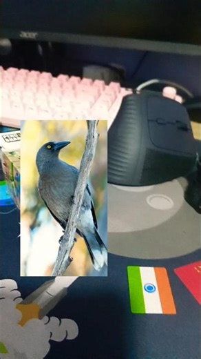 Barking Macaw Say Woof ‪@AlbertTheAnimator‬