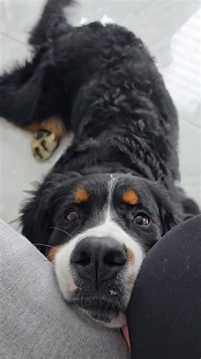 VANESSA LARCHE on Instagram: "#AD | Between muddy paws, shedding season, and hockey gear dust, my floors were always a losing battle. The eufy E28 is the world’s first HydroJet™ Robot Vacuum with Portable Deep Cleaner, and it’s been a total game-changer. It vacuums and mops at once, spot cleans messes, and gives me back more time to enjoy life with my boys (and the pups). E28 is at the lowest price of the year now — get the exclusive discount only for my followers through the link in bio. #EufyE