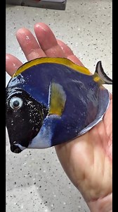 Goodbye to My Beautiful Powder Blue Tang fish 😞😓 #PowderBlueTang #FishKeepingJourney #ReefTankLife #AquariumCommunity #MarineFish #ReefLove #OceanBeauty #AquariumStory #FishKeeperLife #PeacefulWaters | Katarina Connelly