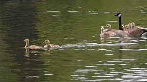 The swans defend the lake as if they own it. Their aggressive behavior forced all the Canada geese to move their families to the ponds. And there the geese squabble among each other over territory. Fun to observe their interactions. | Shalom Wildlife Sanctuary