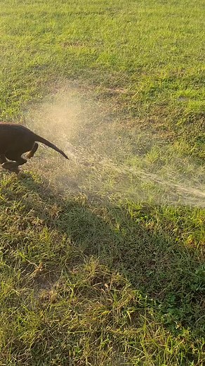 8.1K views · 364 reactions | Lab puppy discovers water! So cute! | The Kelley's country life | Facebook
